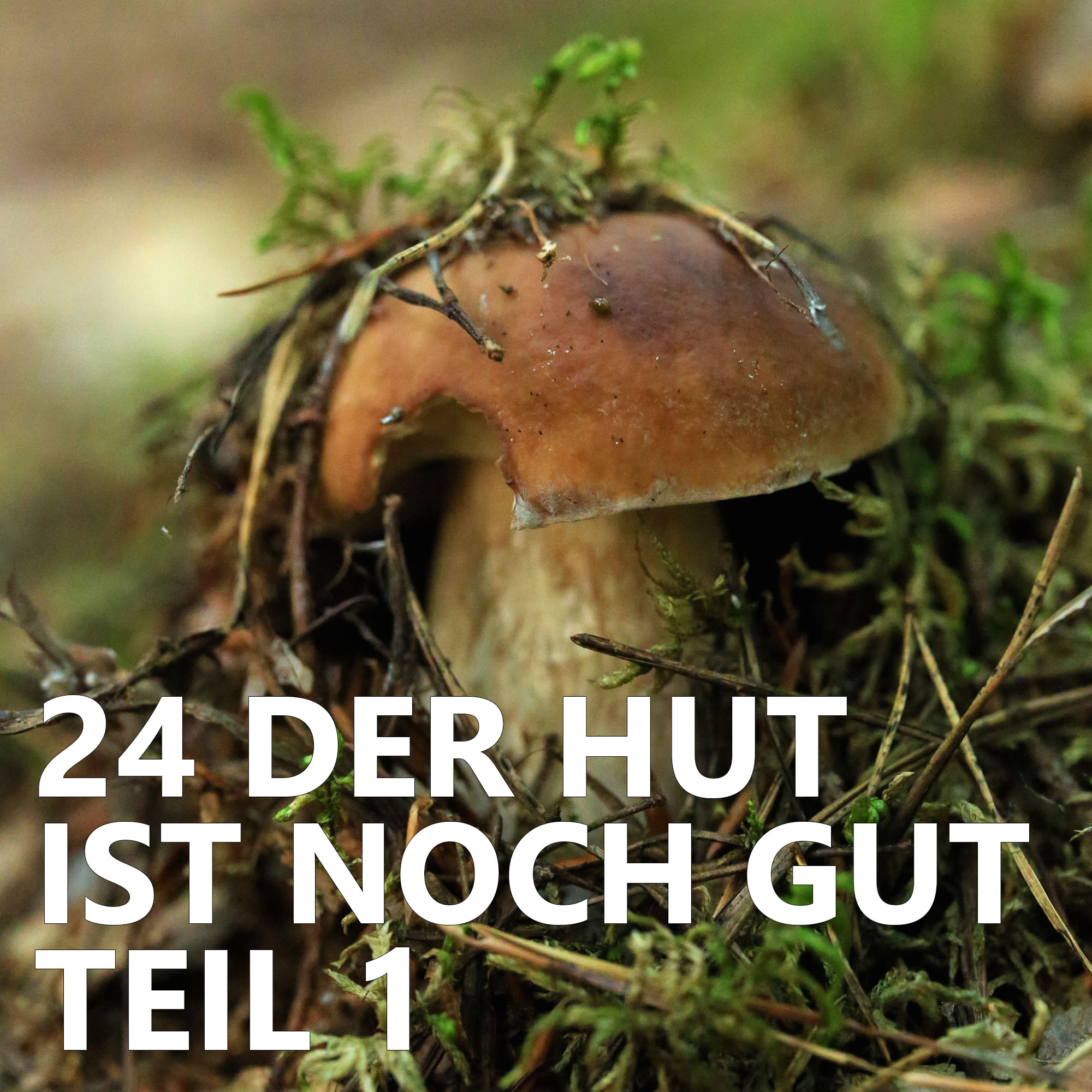Der Pilzpodcast