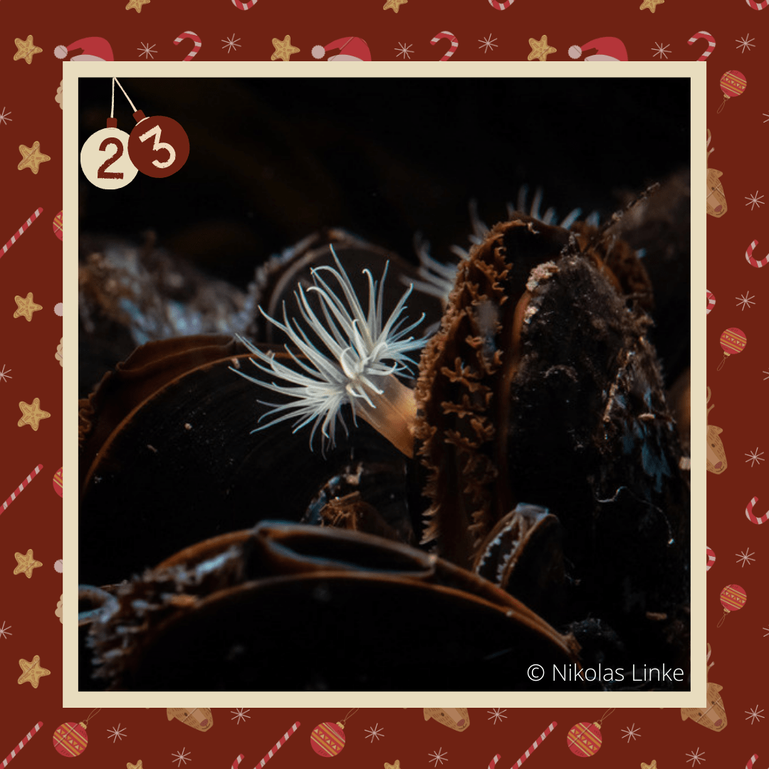 #diedreimjf - Adventskalender 2020 Türchen 23: Anemonen (in der Ostsee) episode artwork