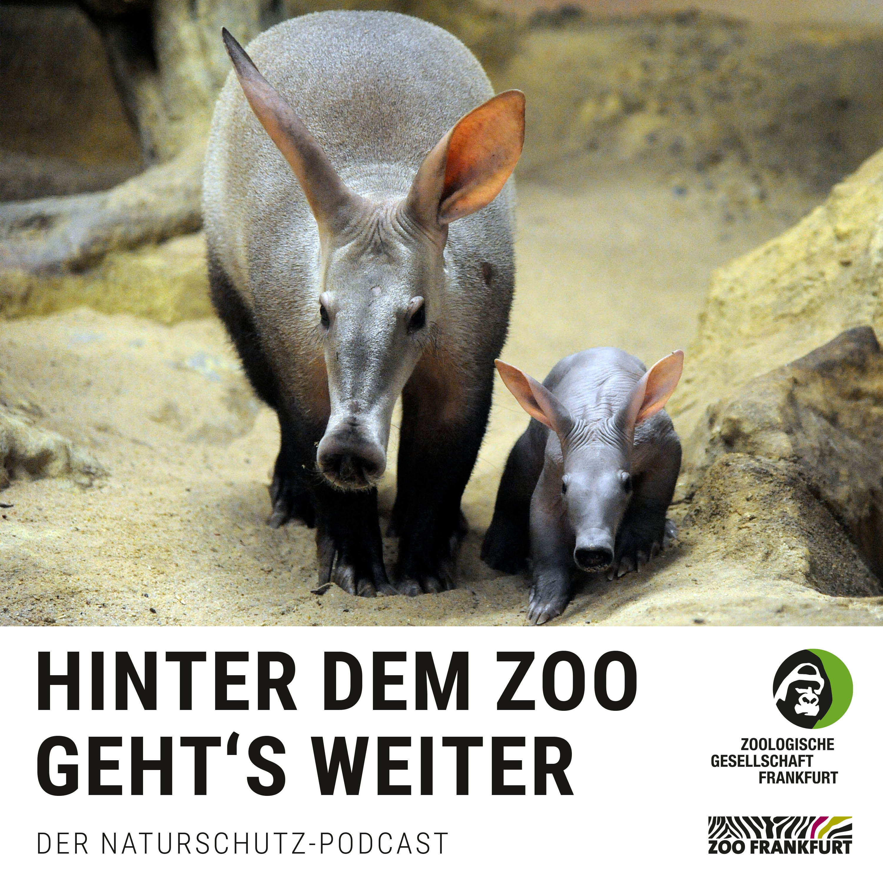 Kennt ja kein Schwein: Erdferkel
