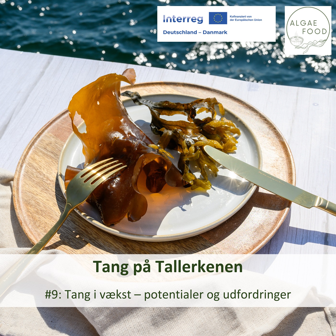 ALGEN-TALK - Das Superfood aus dem Meer