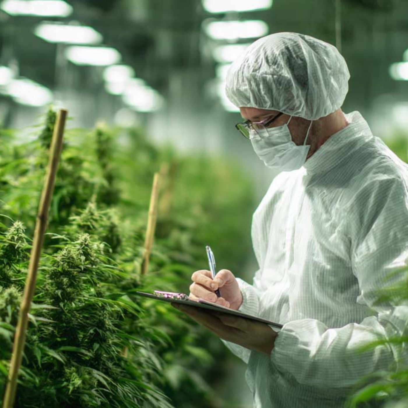 CannaZen 🥦 News & Wissen