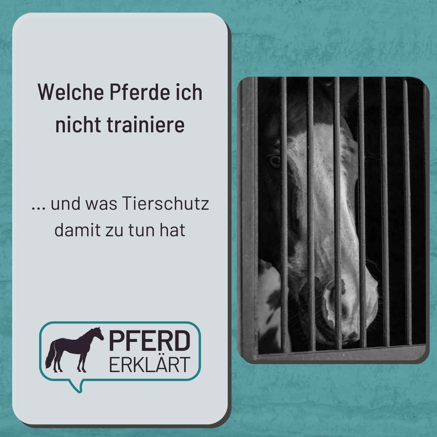 Welche Pferde ich nicht trainiere und was Tierschutz damit zu tun hat