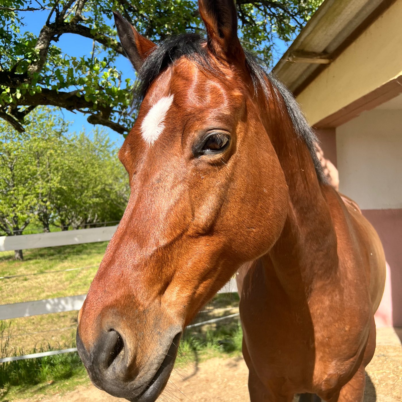 #340 So hält man die Zügel beim Reiten richtig