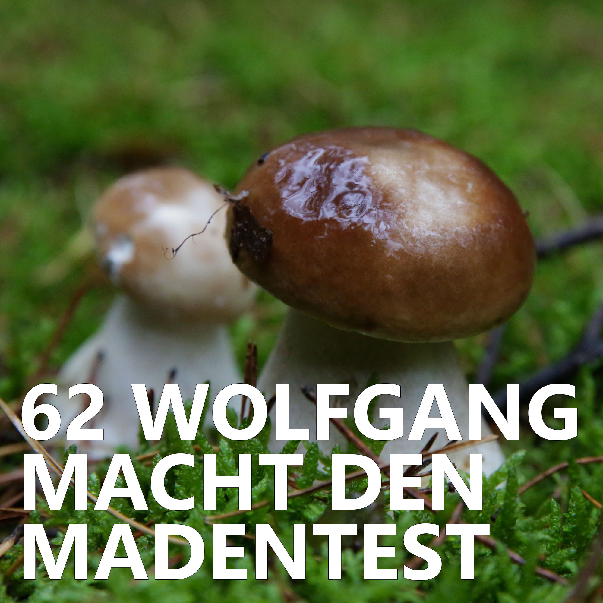 Der Pilzpodcast