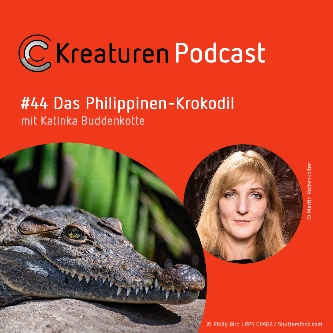 Kreaturen-Podcast – Folge 44: Das Philippinen-Krokodil mit Katinka Buddenkotte episode artwork