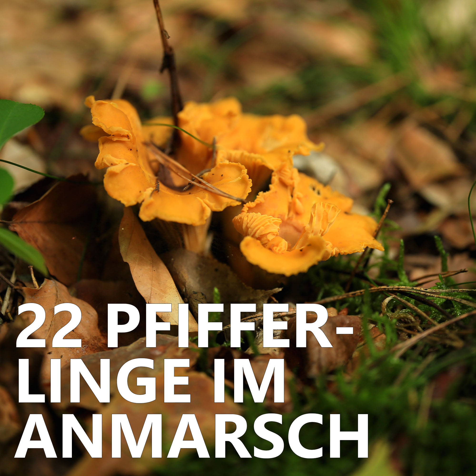 Der Pilzpodcast