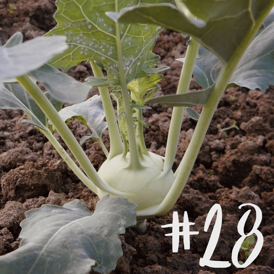 #28 - Gurke & Kohlrabi episode artwork