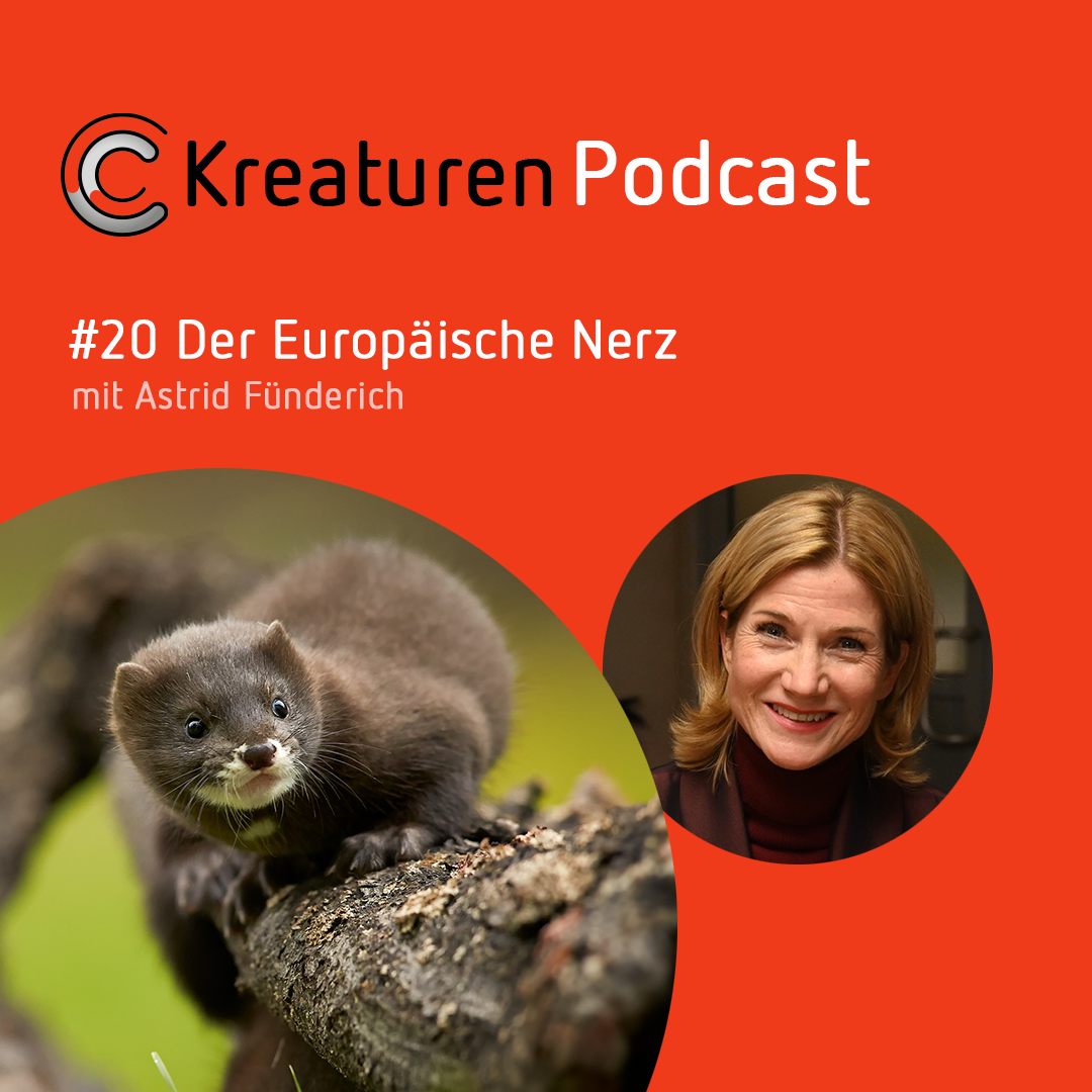 Kreaturen Podcast - Folge 20: Der Europäische Nerz mit Astrid Fünderich episode artwork