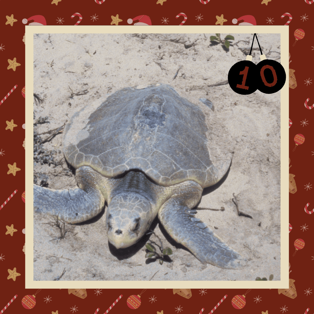 #diedreimjf - Adventskalender 2020 Türchen 10: Bastardschildkröte episode artwork