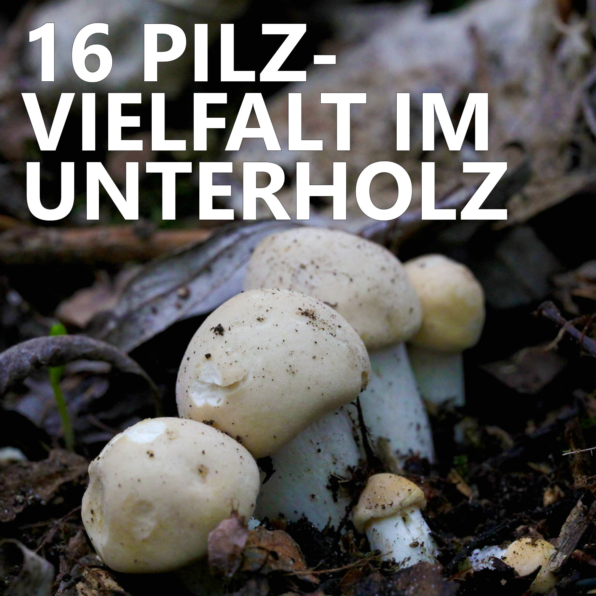 Der Pilzpodcast