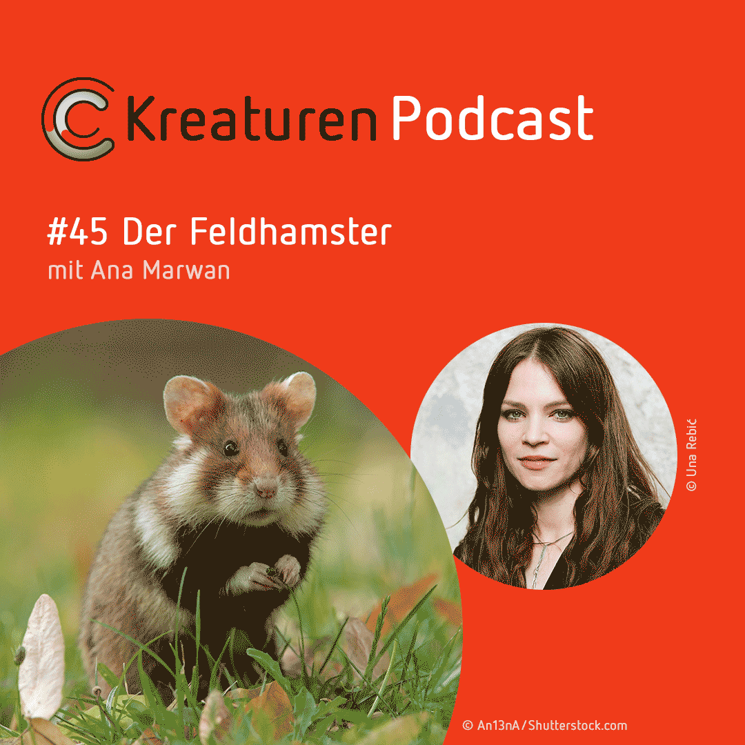 Kreaturen-Podcast – Folge 45: Der Feldhamster mit Ana Marwan episode artwork