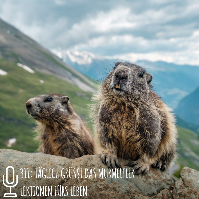 311: Täglich grüßt das Murmeltier: Lektionen fürs Leben