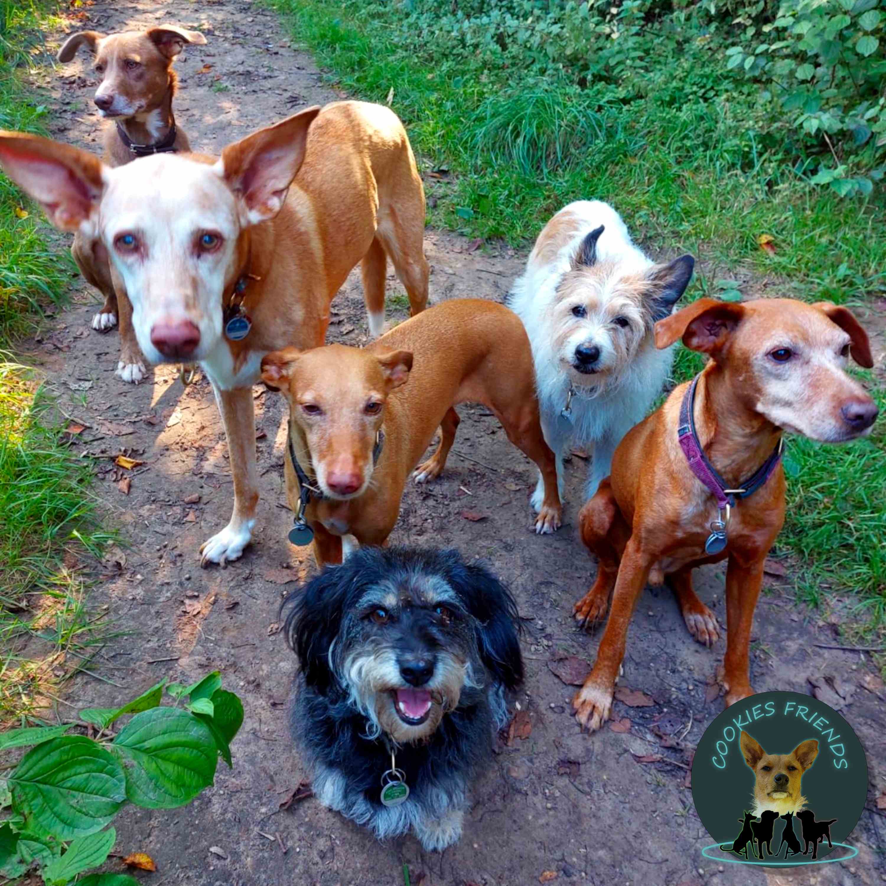 Cookies Friends. Der Podcast für Tierschutz-Hunde