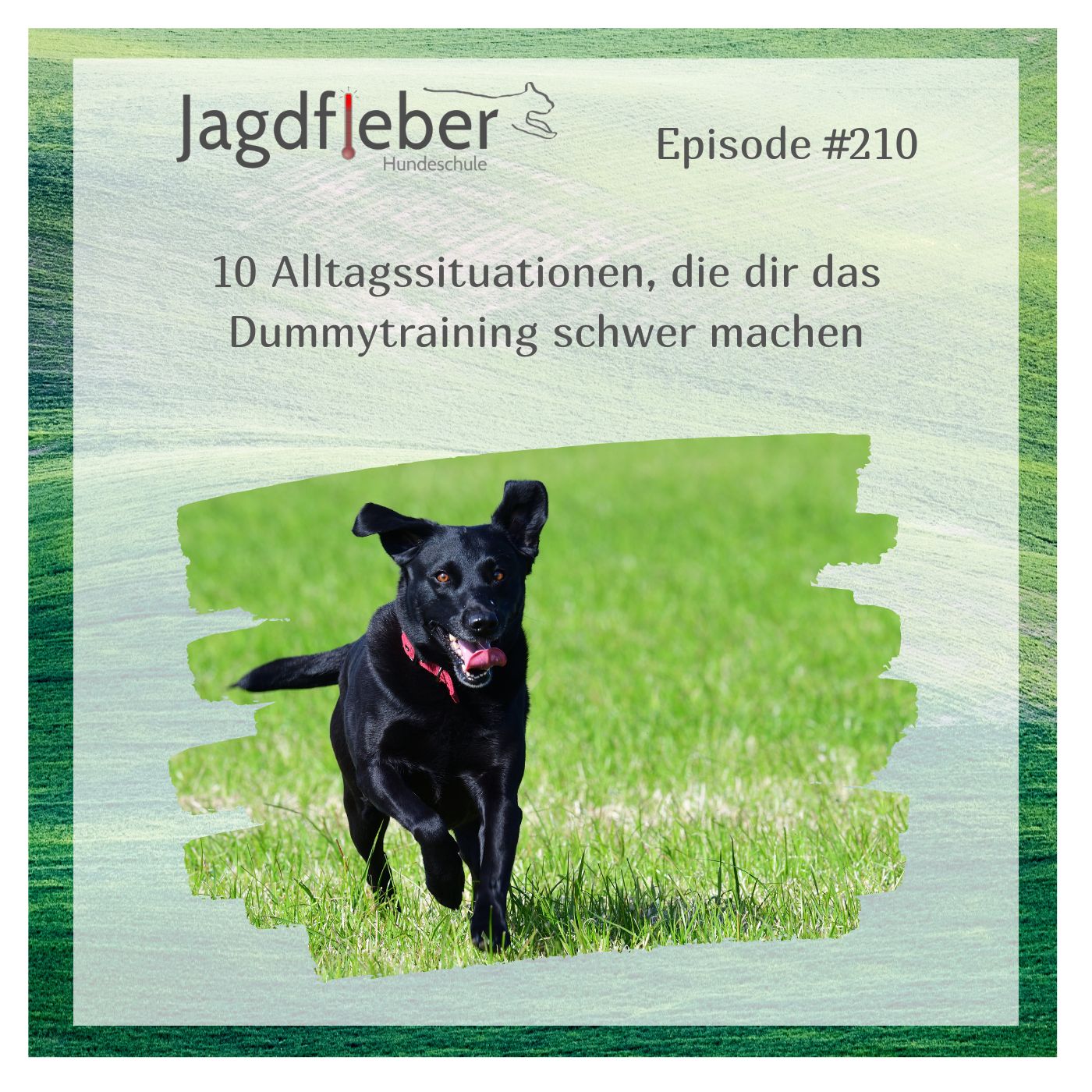 P210: 10 Alltagssituationen, die dir das Dummytraining schwer machen episode artwork