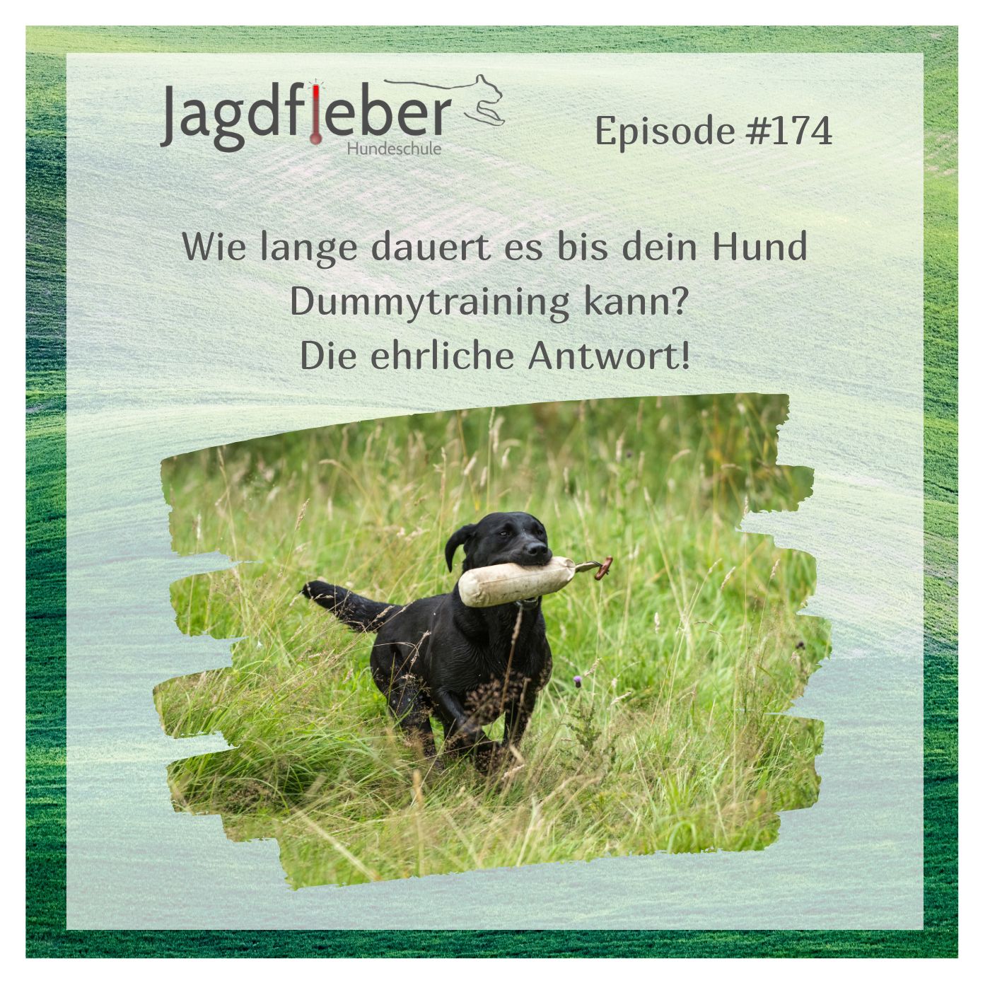 P174: Wie lange dauert es bis dein Hund Dummytraining kann? Die ehrliche Antwort! episode artwork
