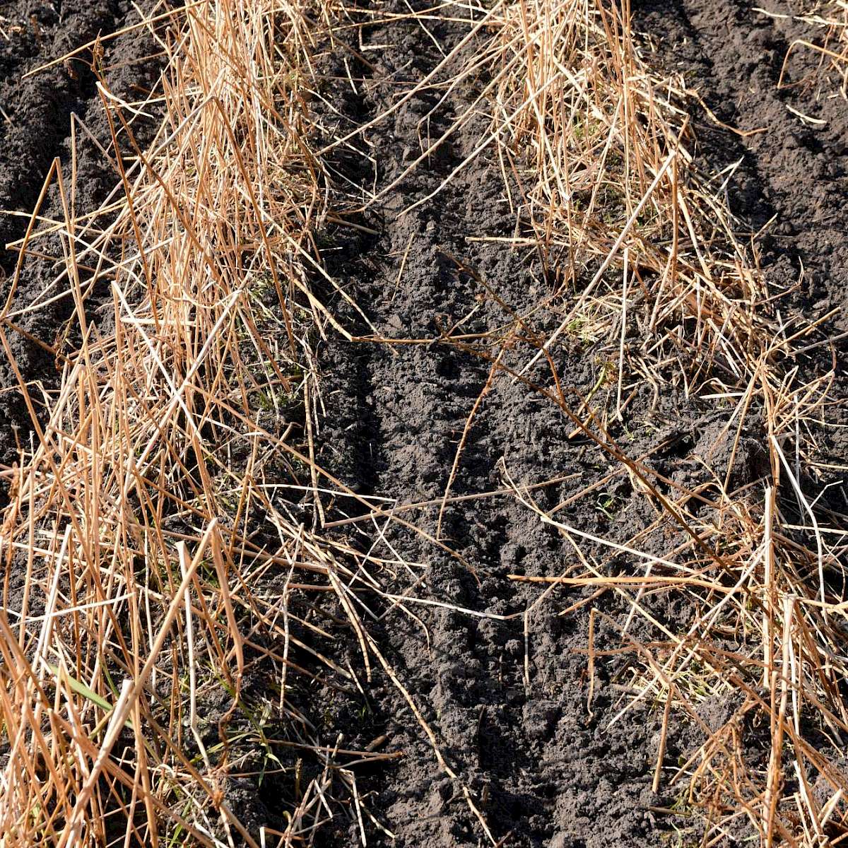 Audio: LU-Reportage Strip Till
