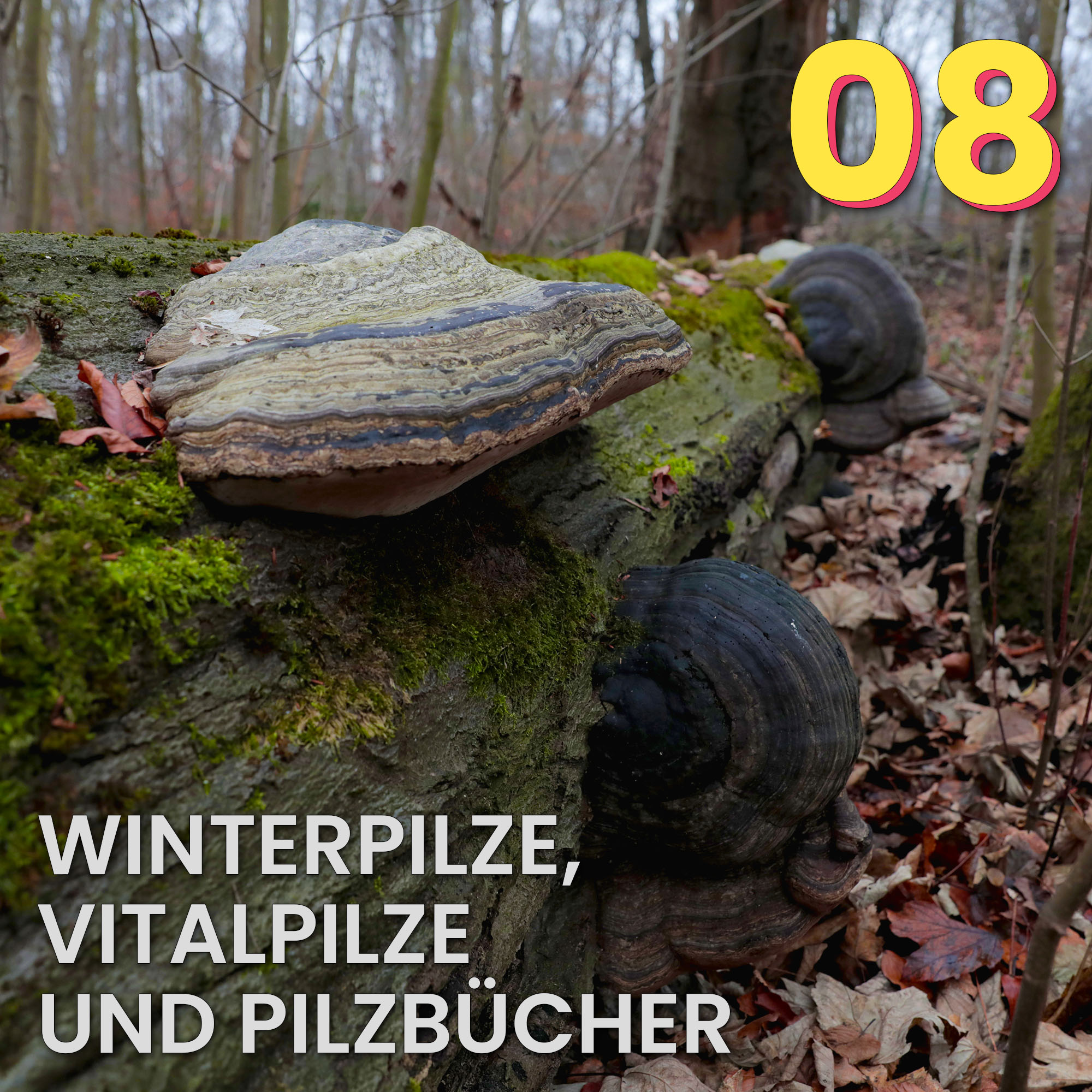 Der Pilzpodcast