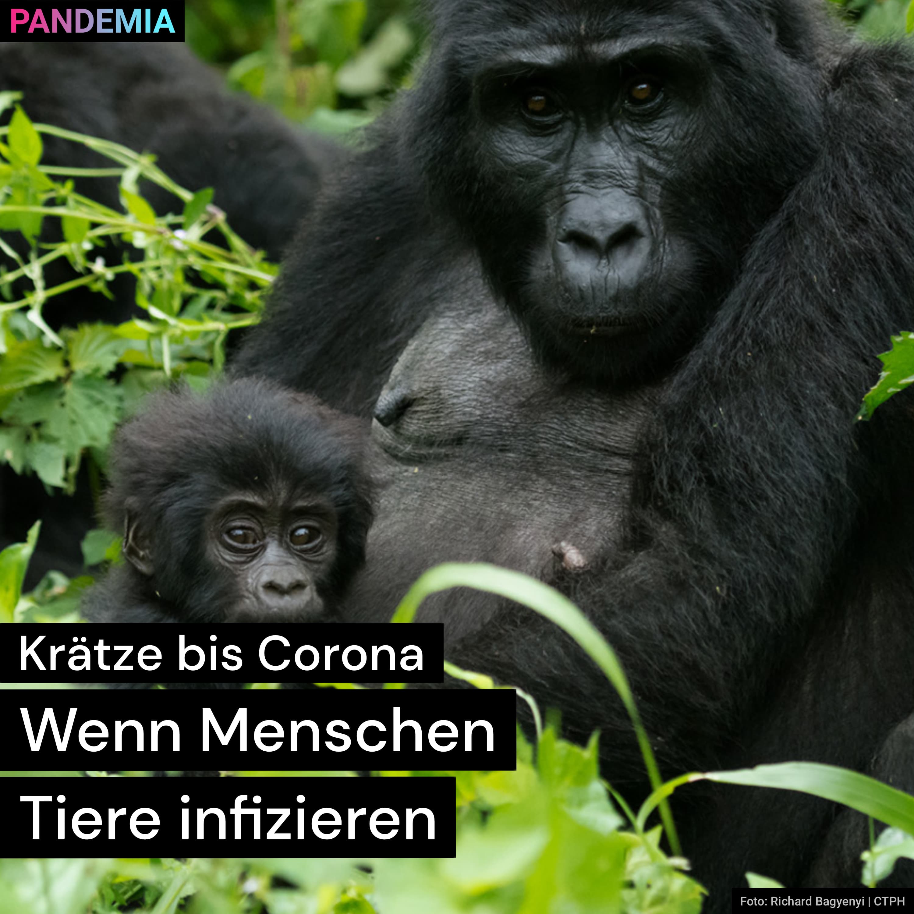 Pandemia
