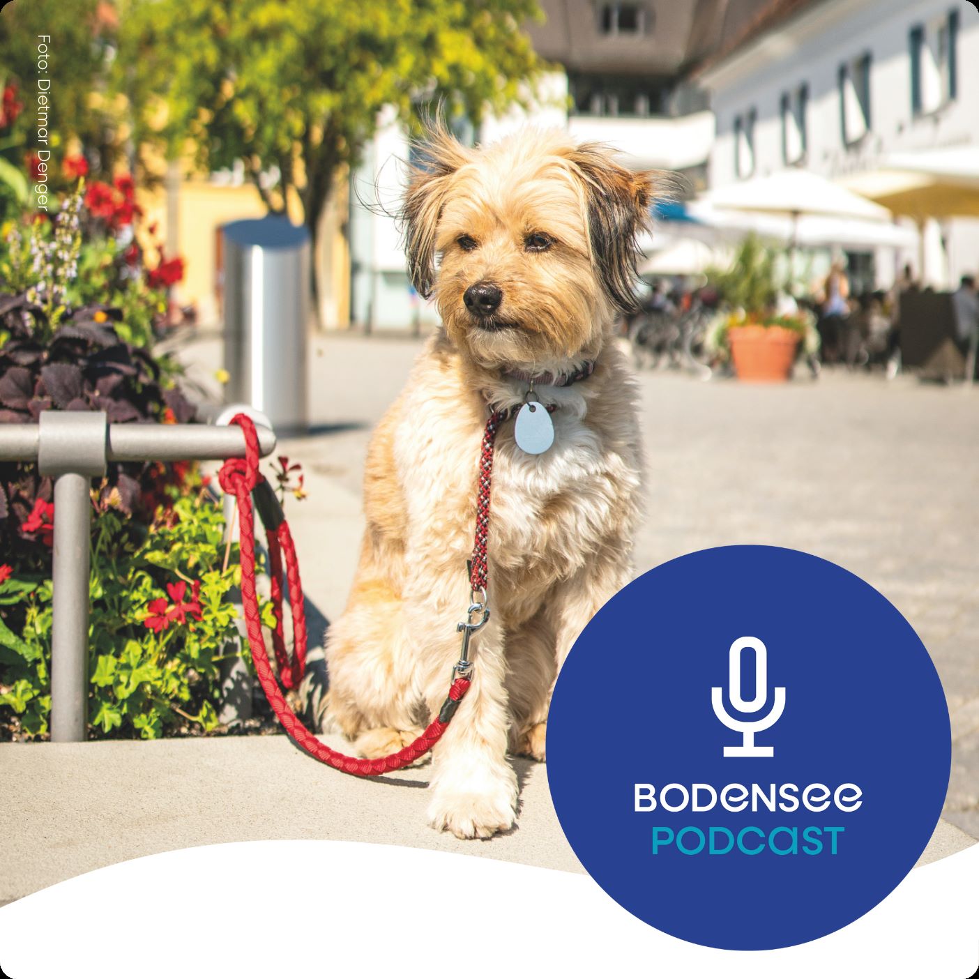 Urlaub mit Hund am Bodensee - Tipps vom Profi episode artwork