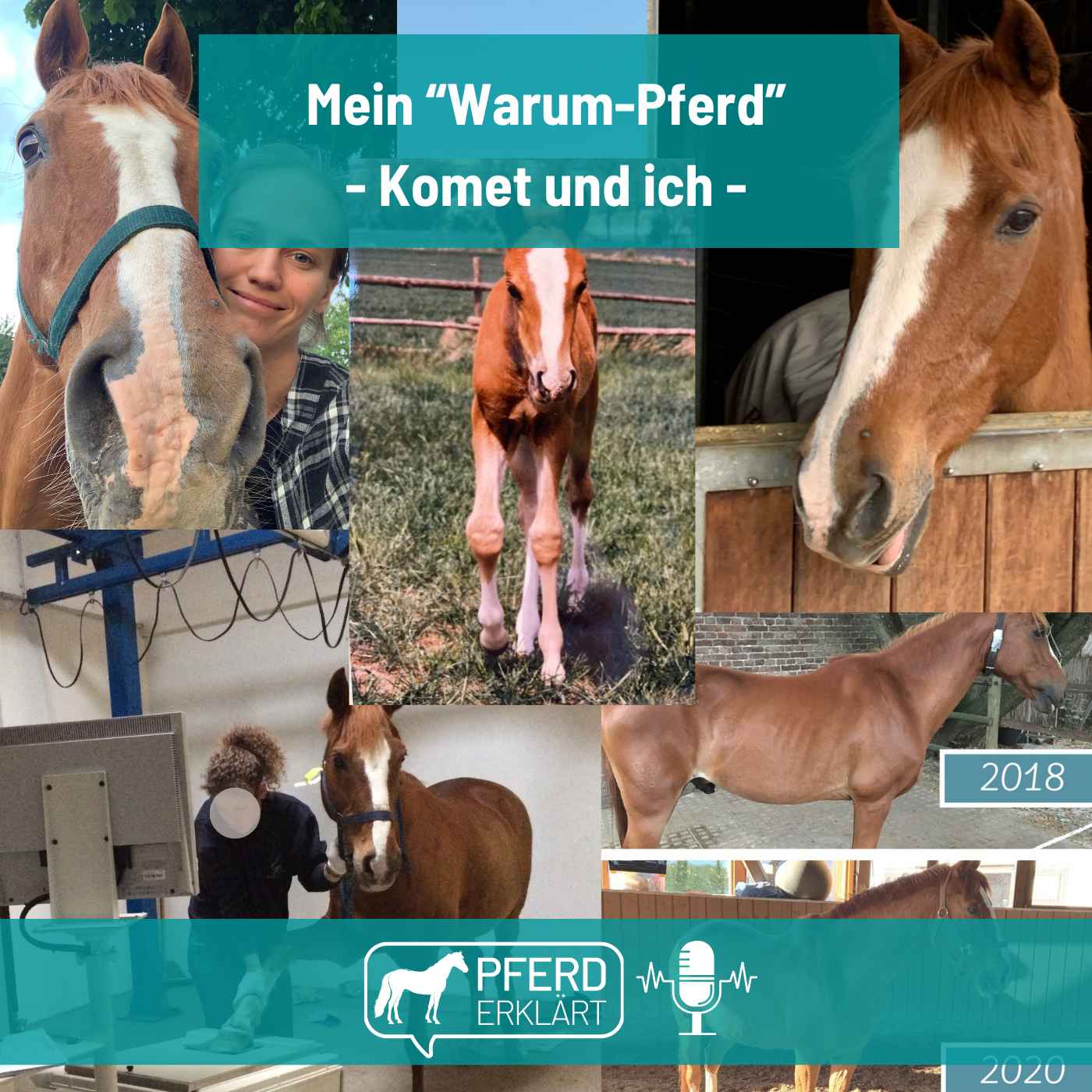 Mein "Warum-Pferd": Der Beweggrund für meinen pferdischen Werdegang