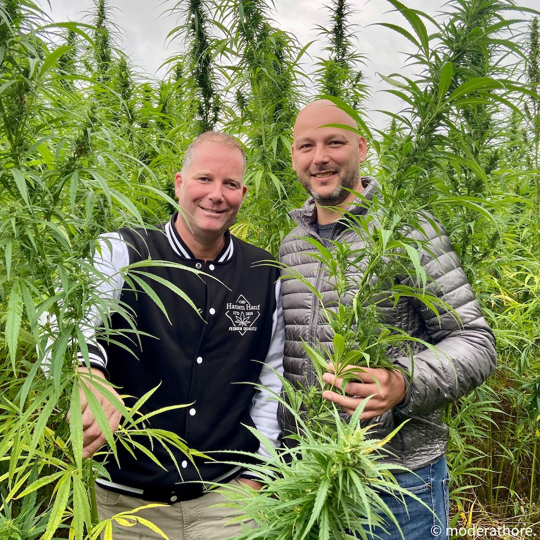 Hansen Hanf: CBD, Superfood und Hanfprodukte ausm Norden