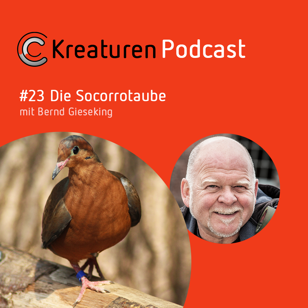 Kreaturen Podcast - Folge 23:  Die Socorrotaube mit Bernd Gieseking episode artwork