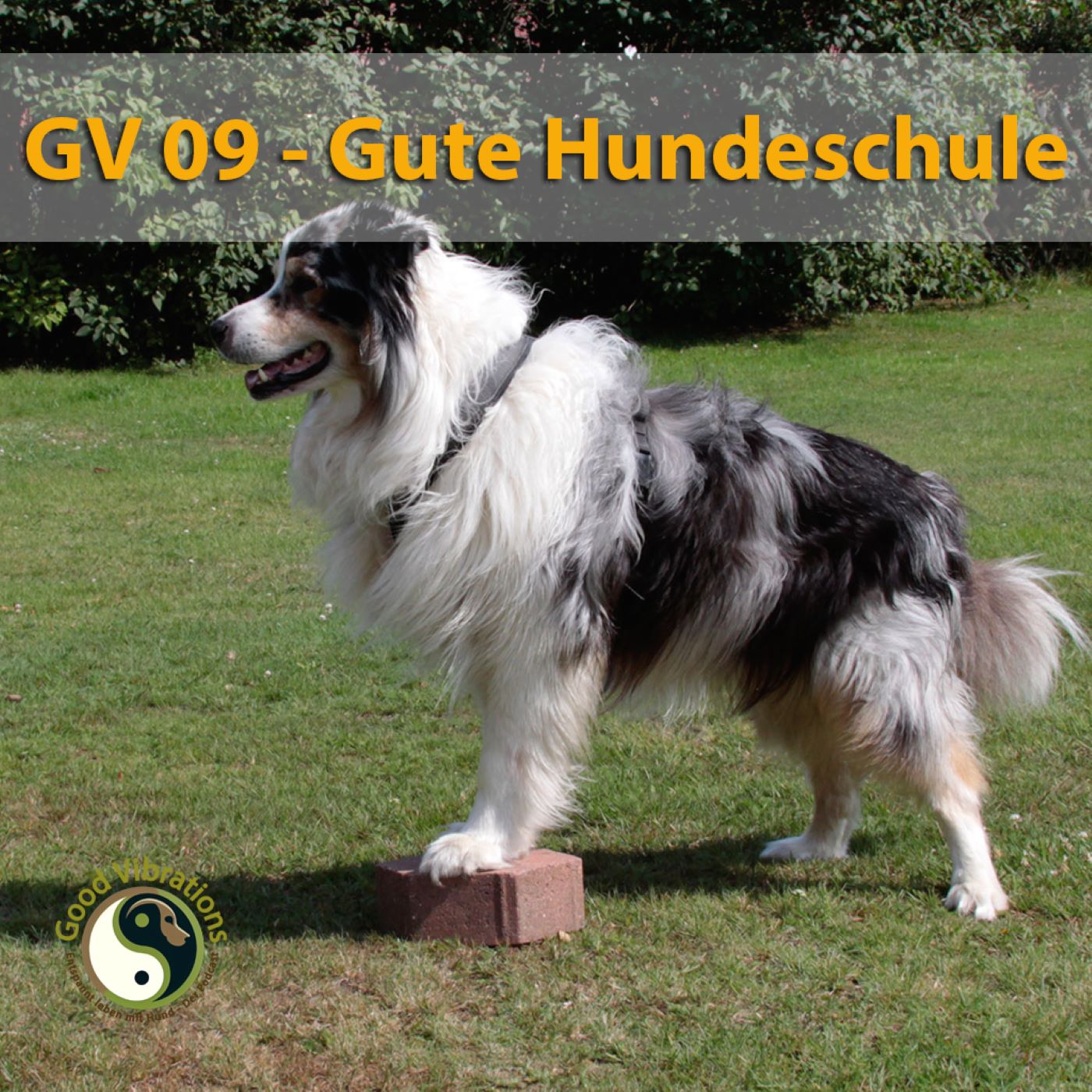 Good Vibrations. Entspannt leben mit Hunden. Der Podcast.