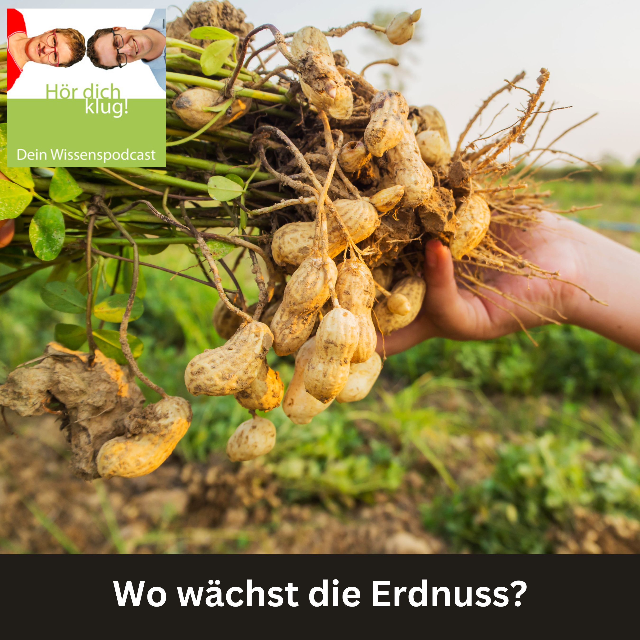 Wo wächst die Erdnuss?