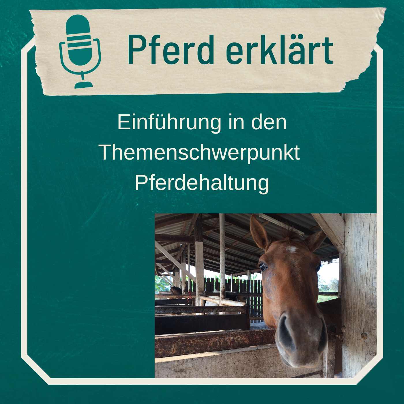 Pferd erklärt