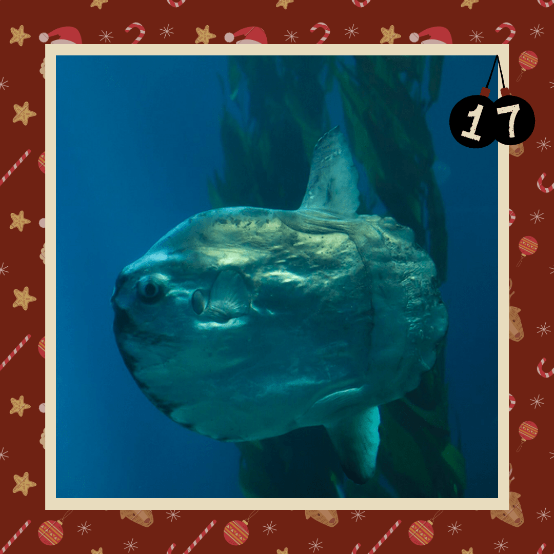 #diedreimjf - Adventskalender 2020 Türchen 17: Mondfisch episode artwork
