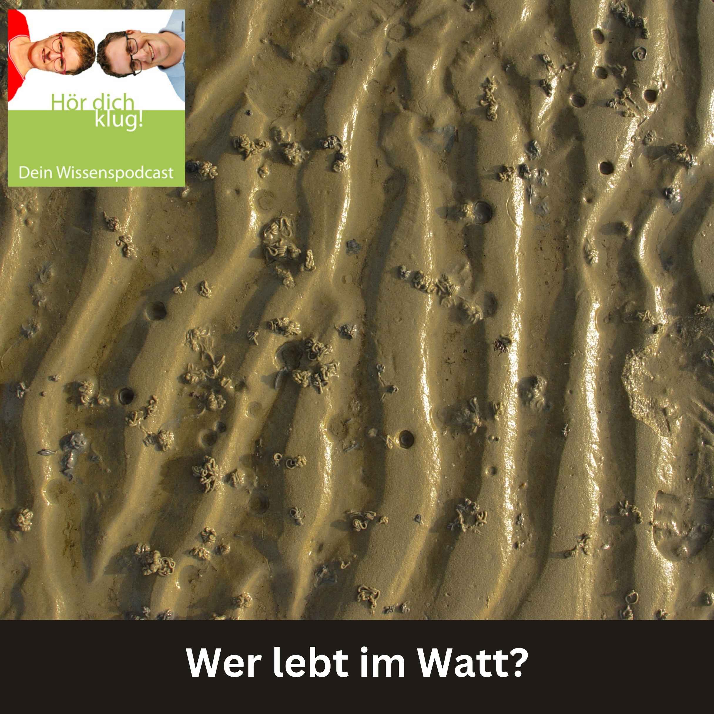 Wer lebt im Watt?