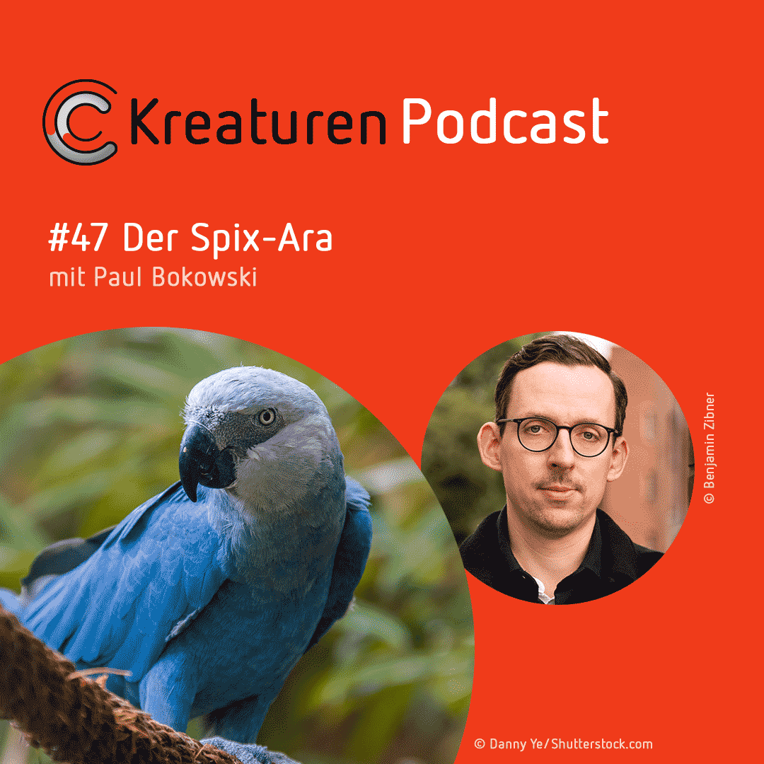 Kreaturen-Podcast – Folge 47: Der Spix-Ara mit Paul Bokowski episode artwork