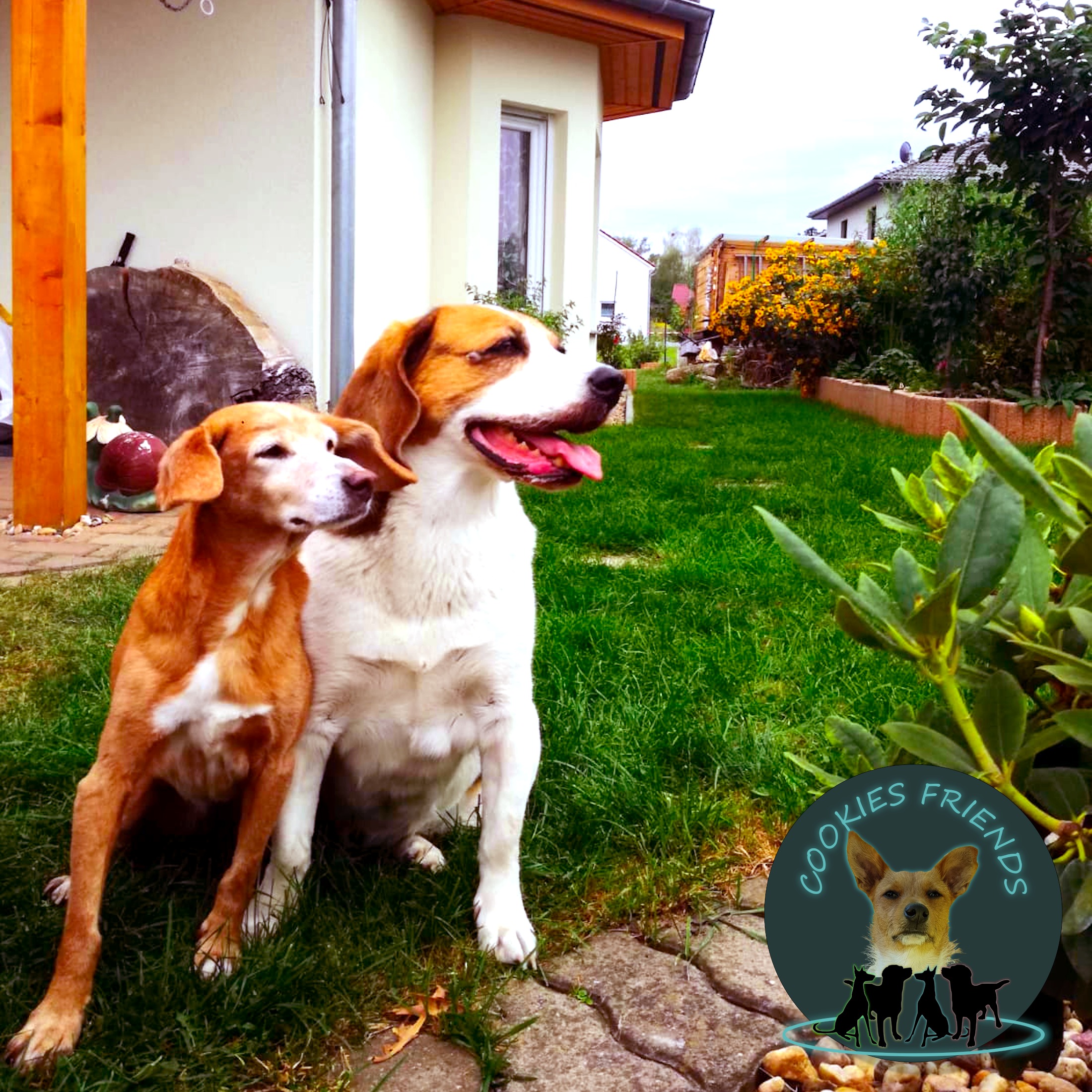 Cookies Friends. Der Podcast für Tierschutz-Hunde