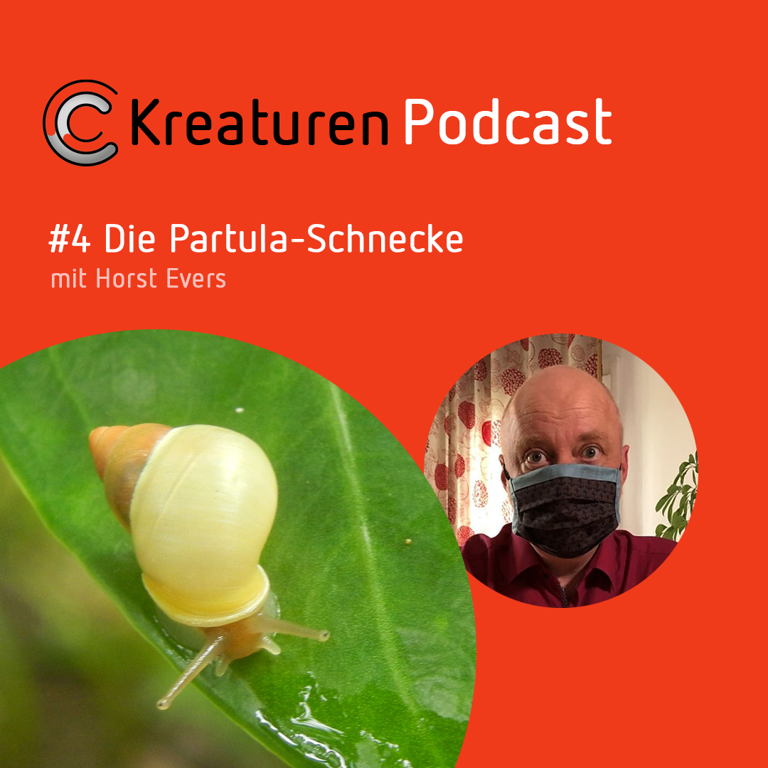 Kreaturen-Podcast - Folge 04: Die Partula-Schnecke mit Horst Evers episode artwork