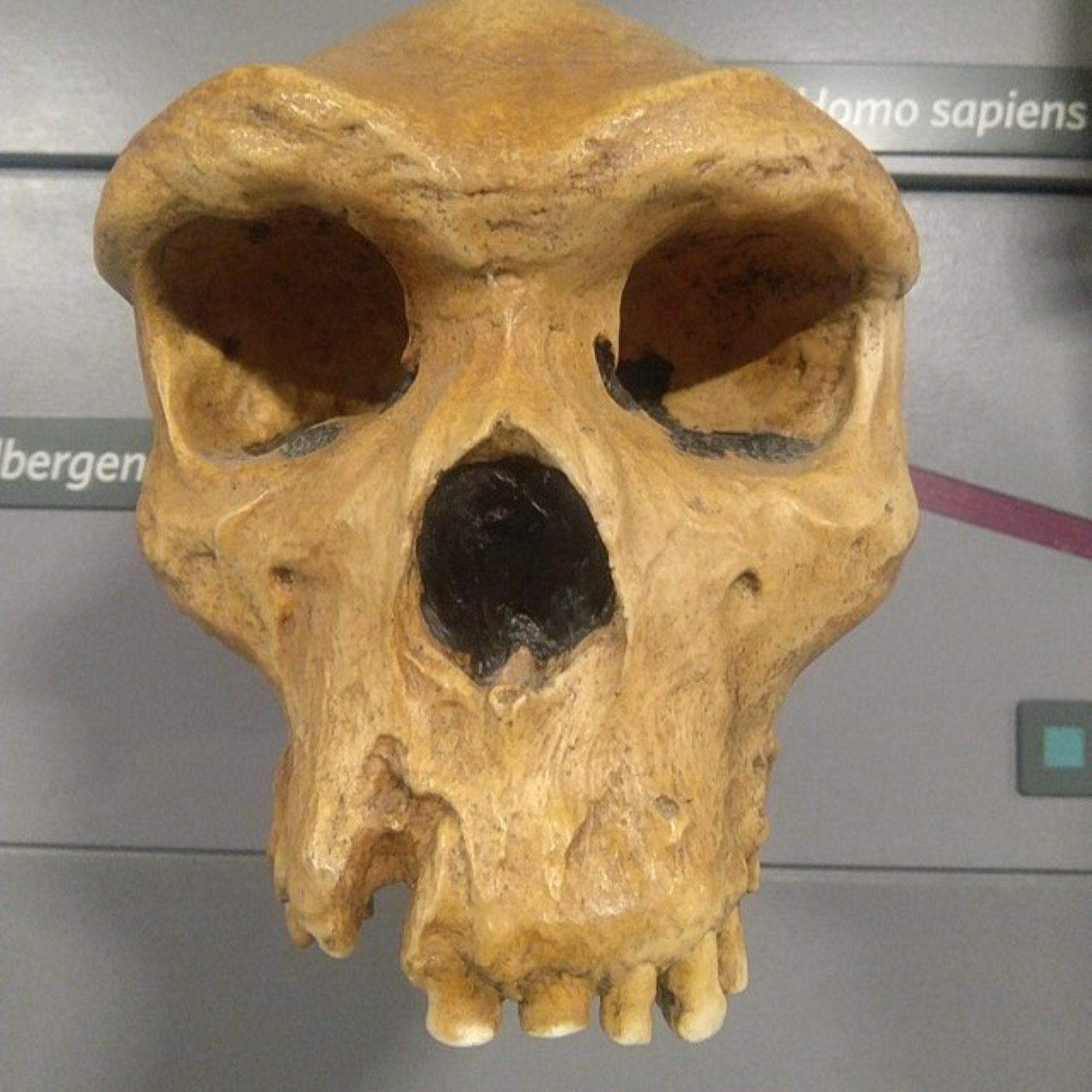 C-002: Der homo heidelbergensis in Europa, mit Dr. Kristina Eck