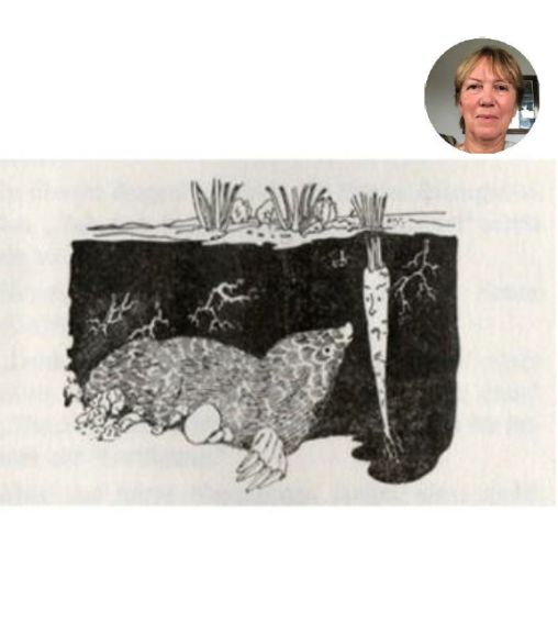 Un petit chou-pomme bien effronté (Gertrud Steinitz-Metzler) episode artwork