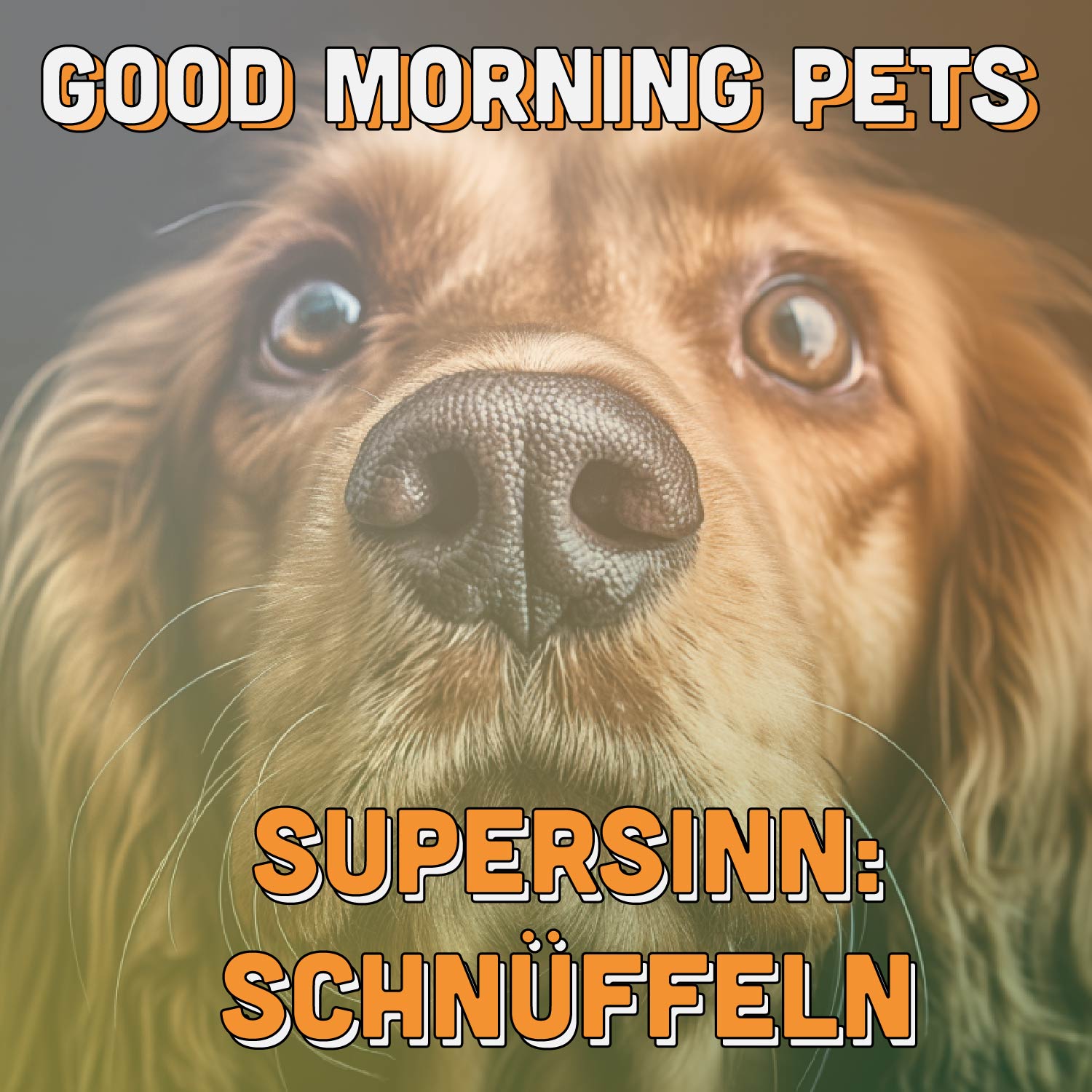 Good Morning Pets