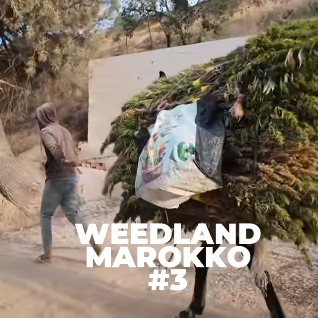 CannaZen 🥦 News & Wissen