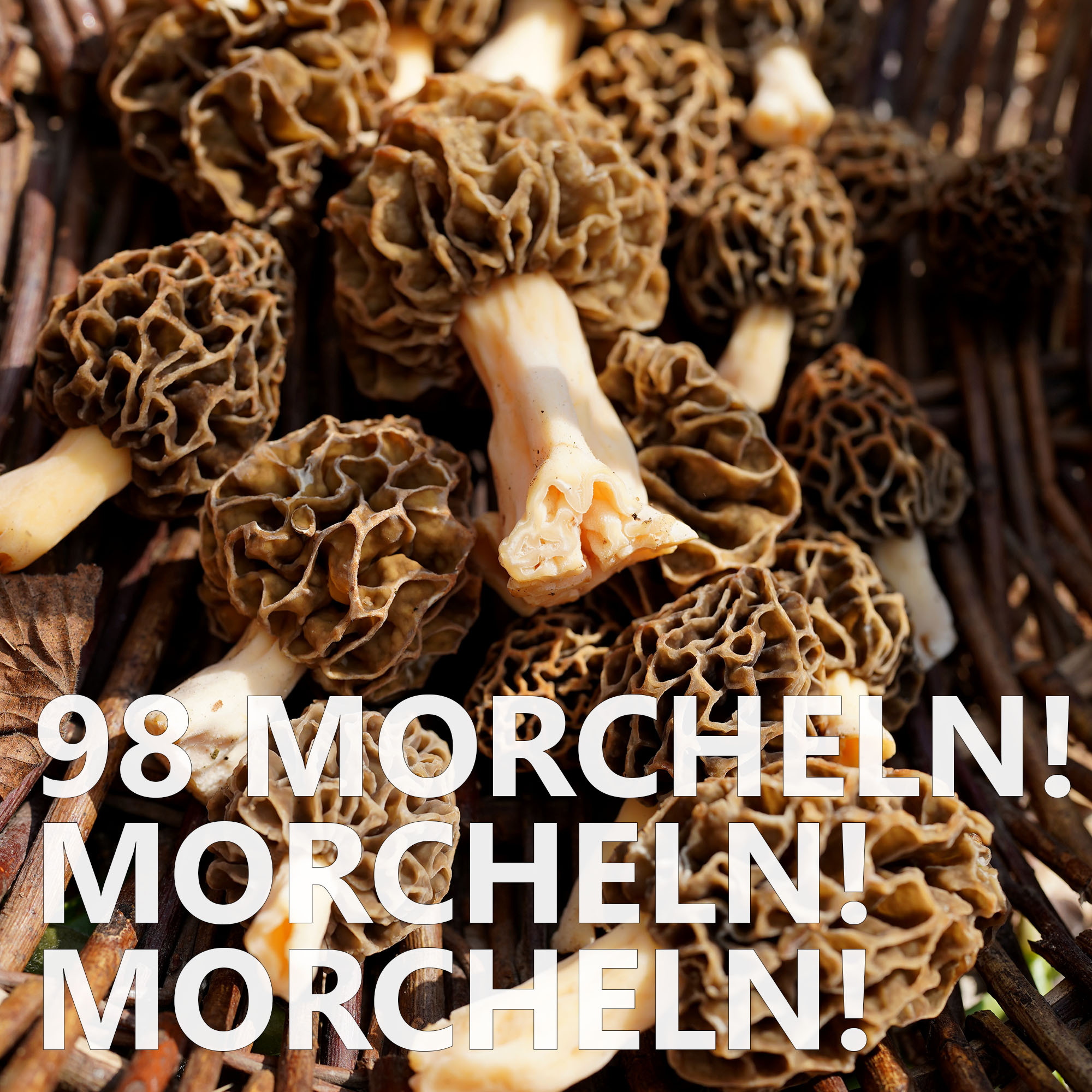 #98 Morcheln! Morcheln! Morcheln!