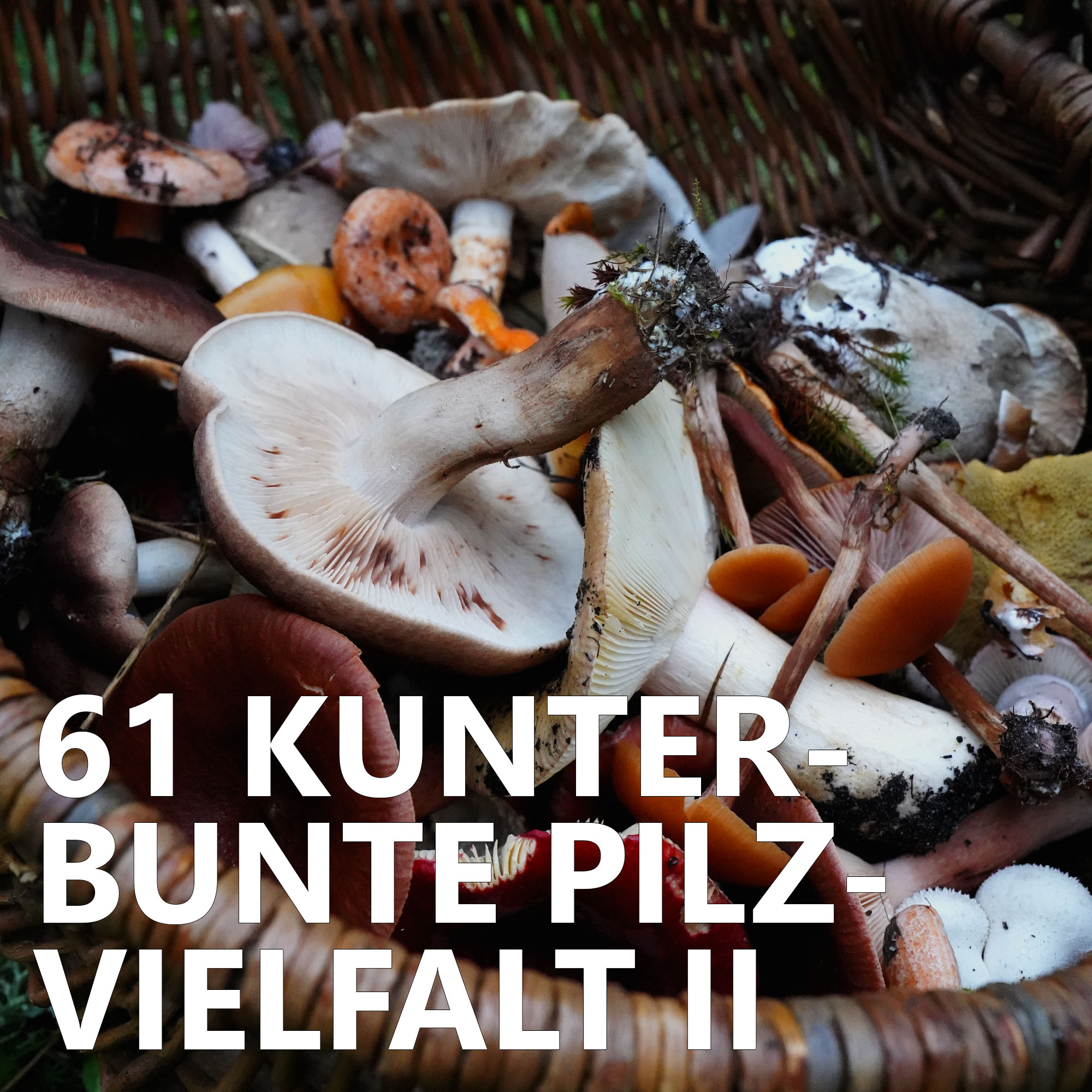 Der Pilzpodcast