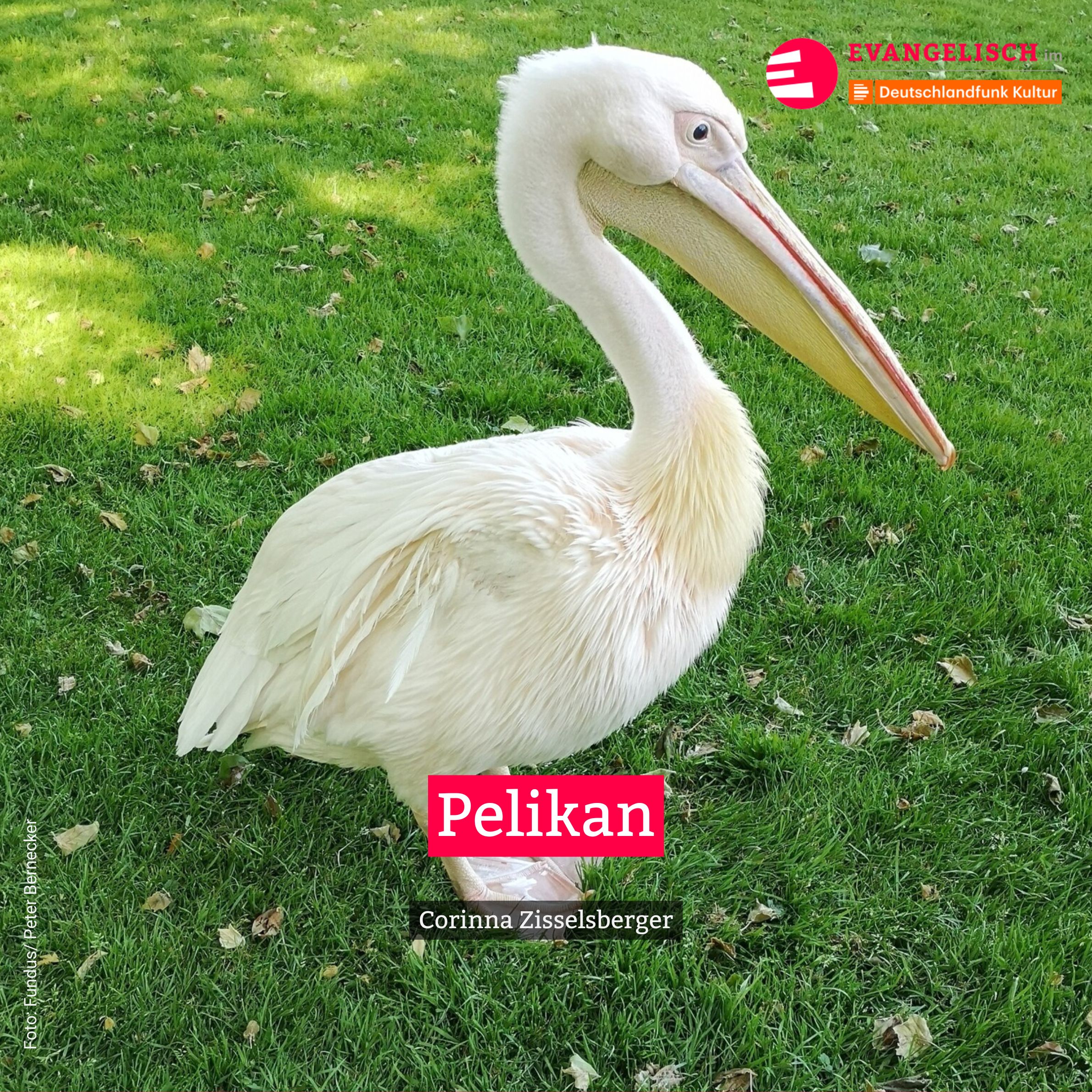 Pelikan