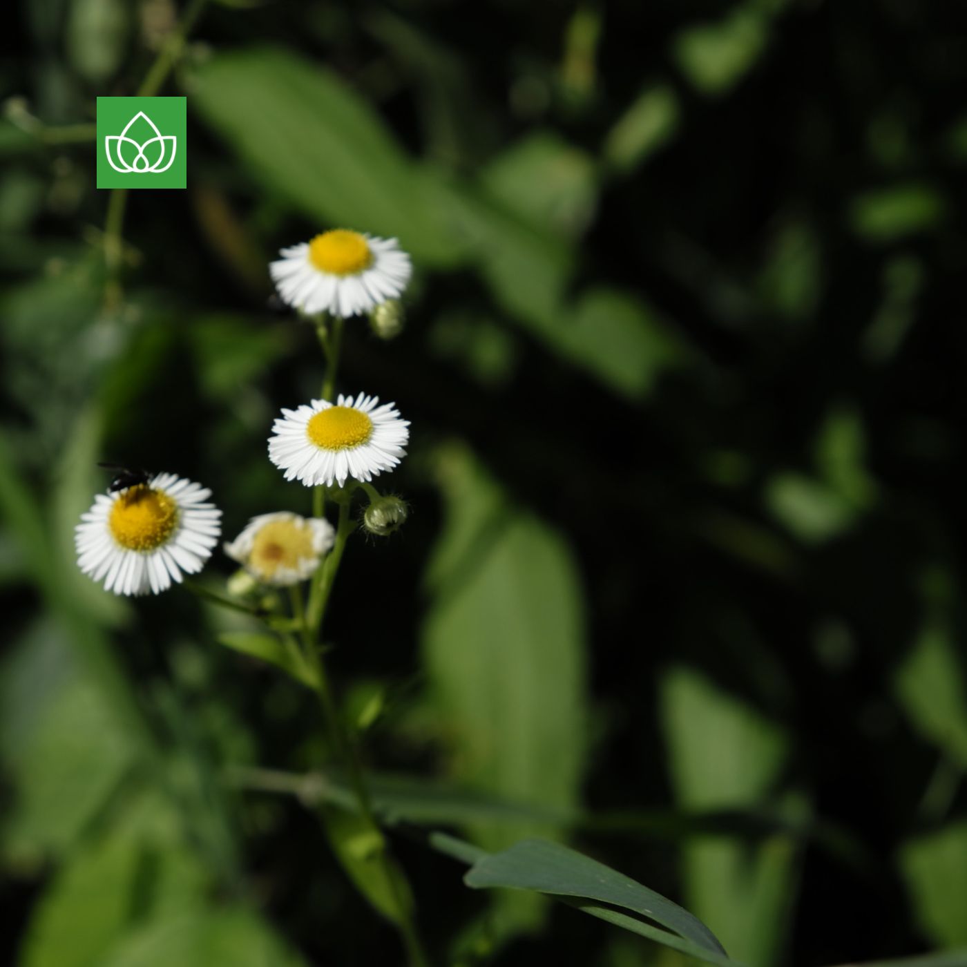 Die Natur und die Stadt
