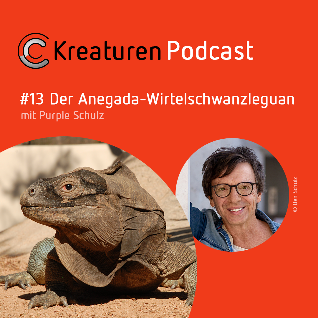 Kreaturen Podcast - Folge 13: Der Anegada-Wirtelschwanzleguan mit Purple Schulz episode artwork