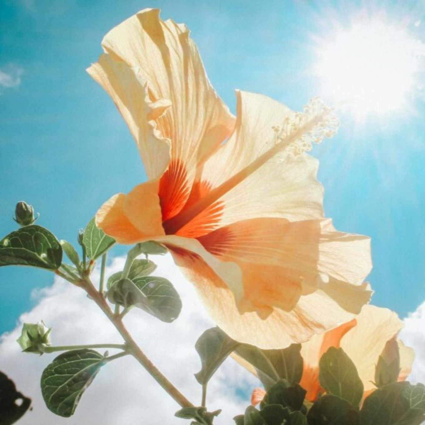 Live thru Jesus Weekly Devotions