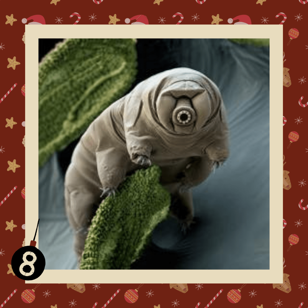 #diedreimjf - Adventskalender 2020 Türchen 8: Bärtierchen episode artwork