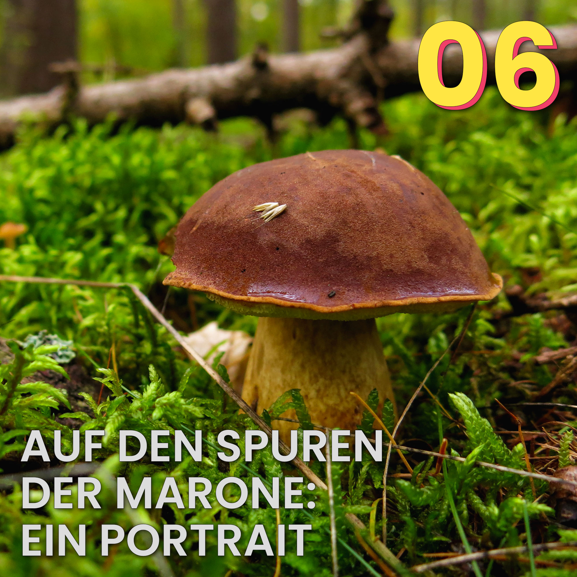 Der Pilzpodcast