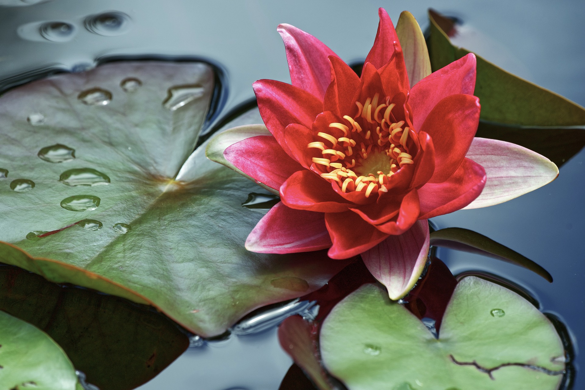 AUSGABE 28 - Der naturnahe Gartenteich episode artwork