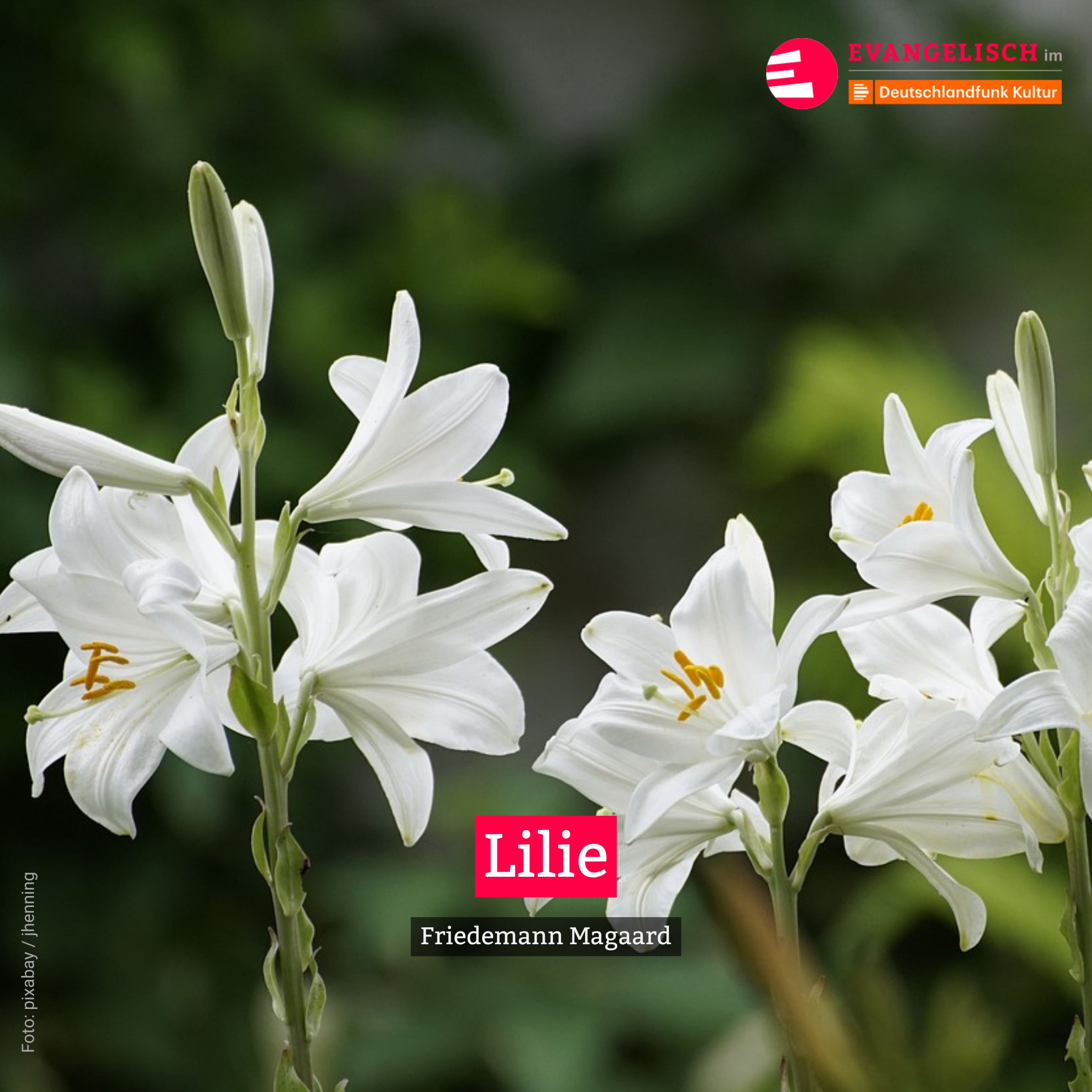Lilie