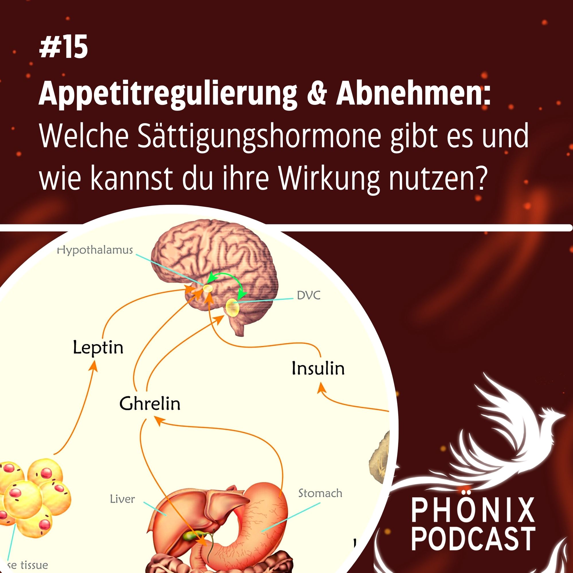 Appetitregulation & Abnehmen:  Welche Sättigungshormone gibt es und wie kannst du ihre Wirkung nutzen? - podcast episode cover