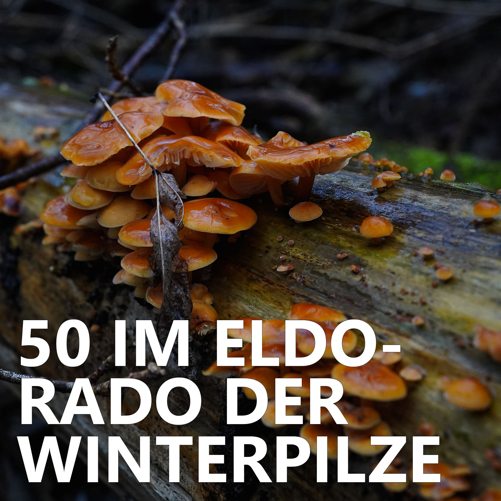 Der Pilzpodcast